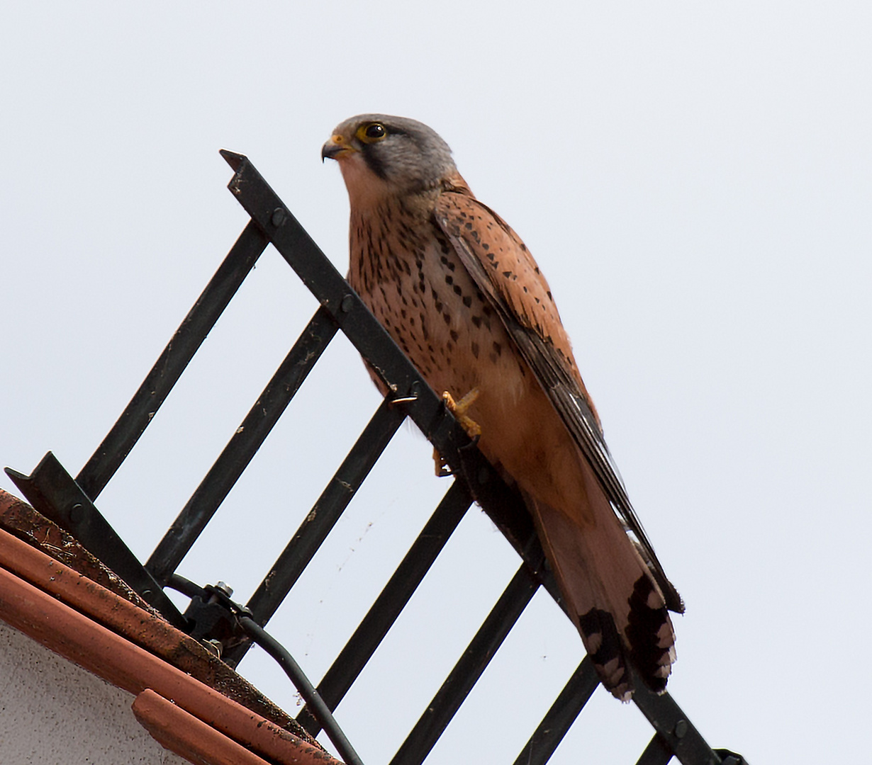 Vogel des Jahres 2007, der Turmfalke. Foto & Bild | tiere ...