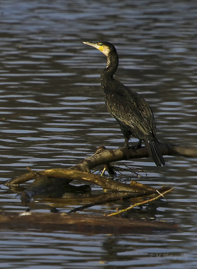 Vogel des Jahres 2010