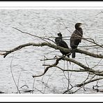 Vogel des Jahres 2010 - Der Kormoran