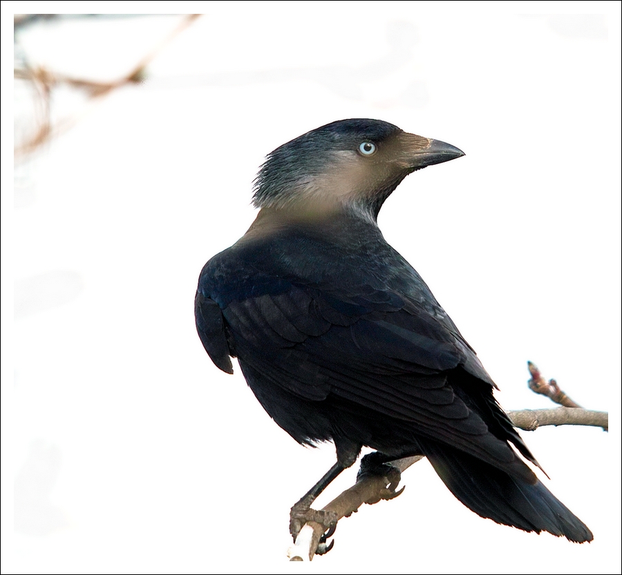 Vogel des Jahres 2012