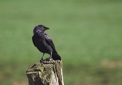 Vogel des Jahres 2012
