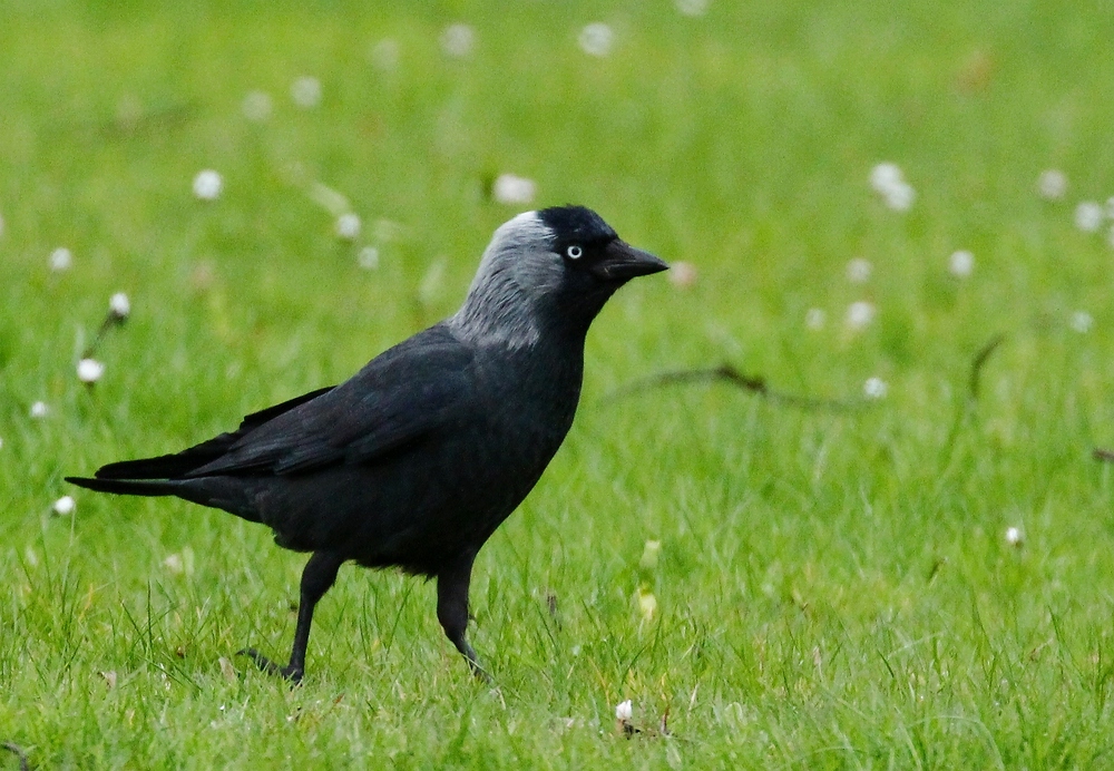 Vogel des Jahres 2012