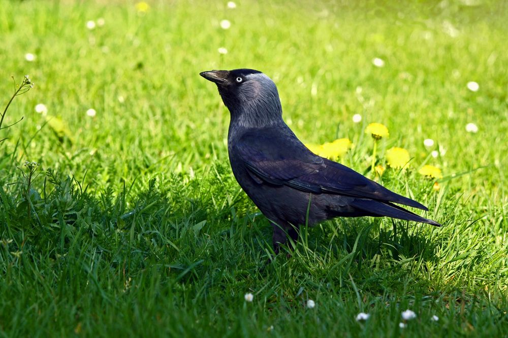 Vogel des Jahres 2012