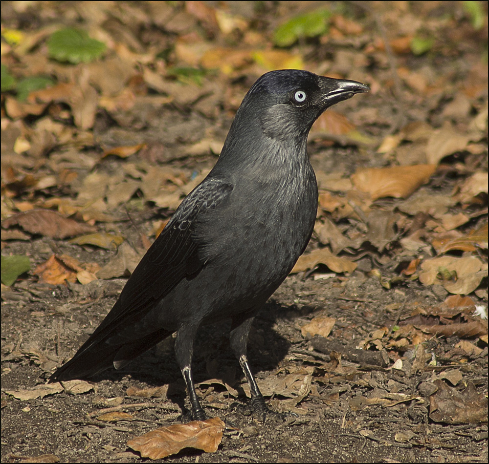 Vogel des Jahres 2012...