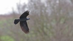 Vogel des Jahres 2012 - Die Dohle