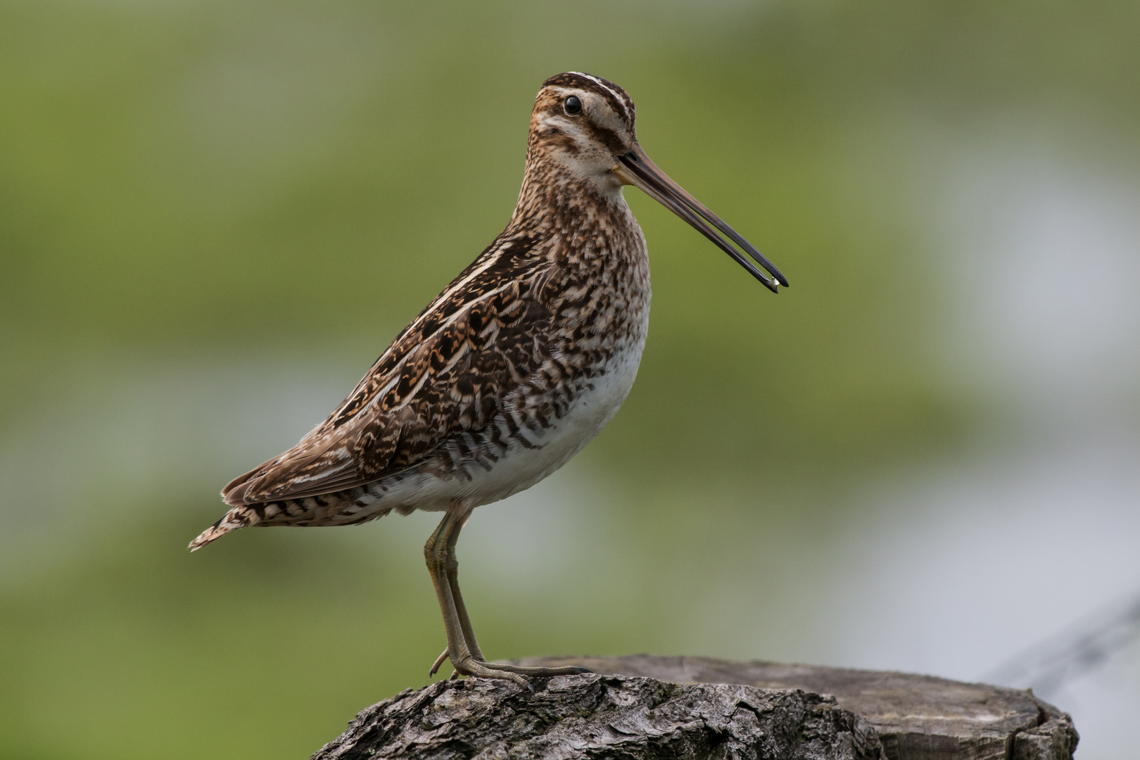 Vogel des Jahres 2013