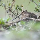 Vogel des Jahres 2013 - Die Bekassine (Gallinago gallinago)