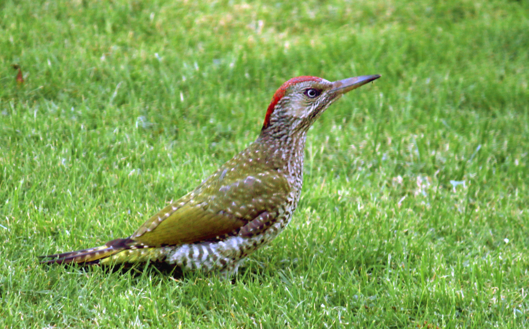 Vogel des Jahres 2014