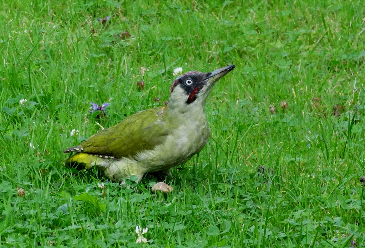 Vogel des Jahres 2014...