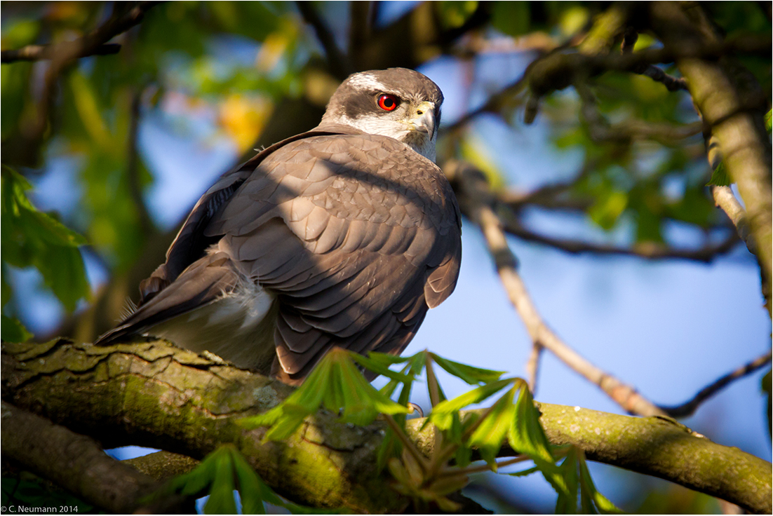 Vogel des Jahres 2015