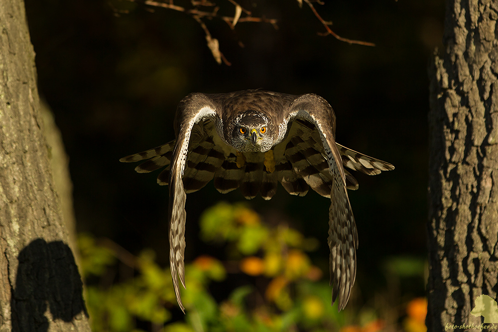 Vogel des Jahres 2015