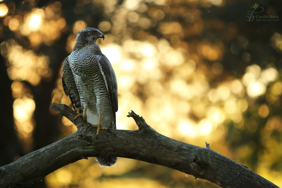 Vogel des Jahres 2015