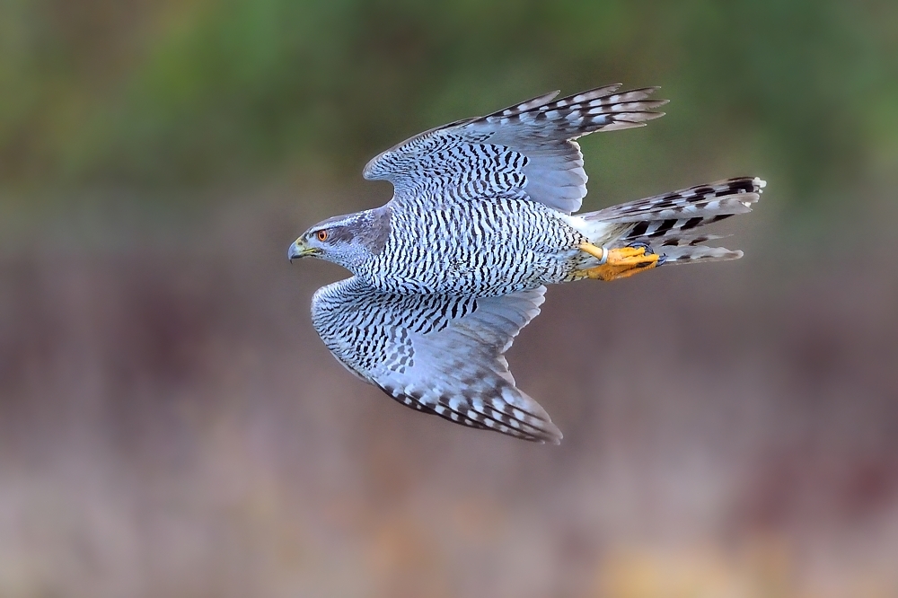 Vogel des Jahres 2015