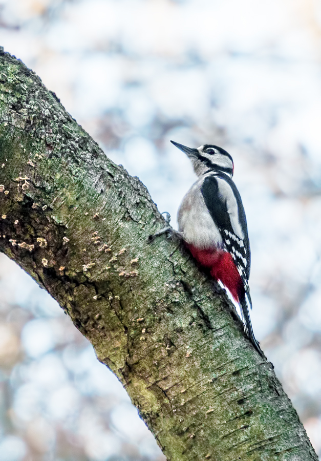 Vogel des Jahres 2016