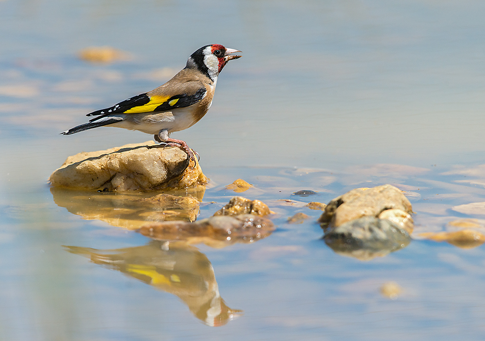 Vogel des Jahres 2016