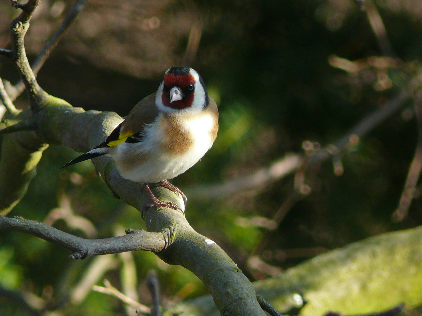 Vogel des Jahres 2016