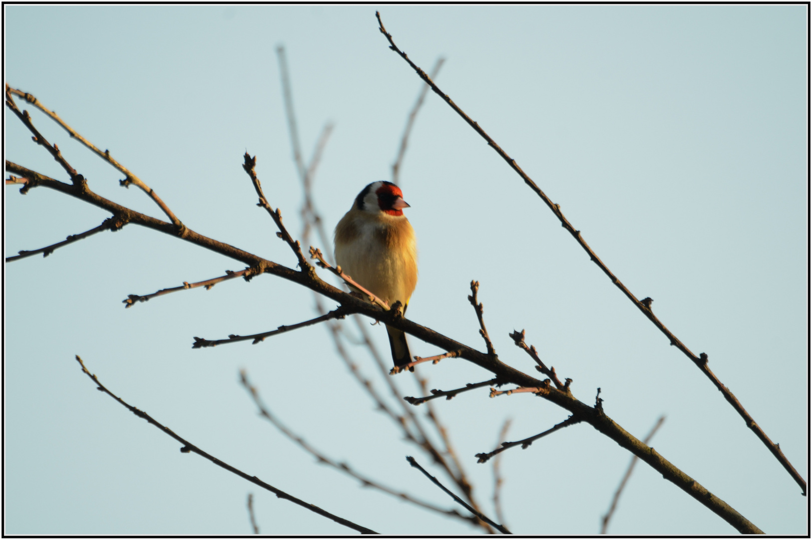 Vogel des Jahres 2016- der Stieglitz