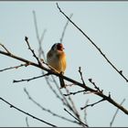 Vogel des Jahres 2016- der Stieglitz