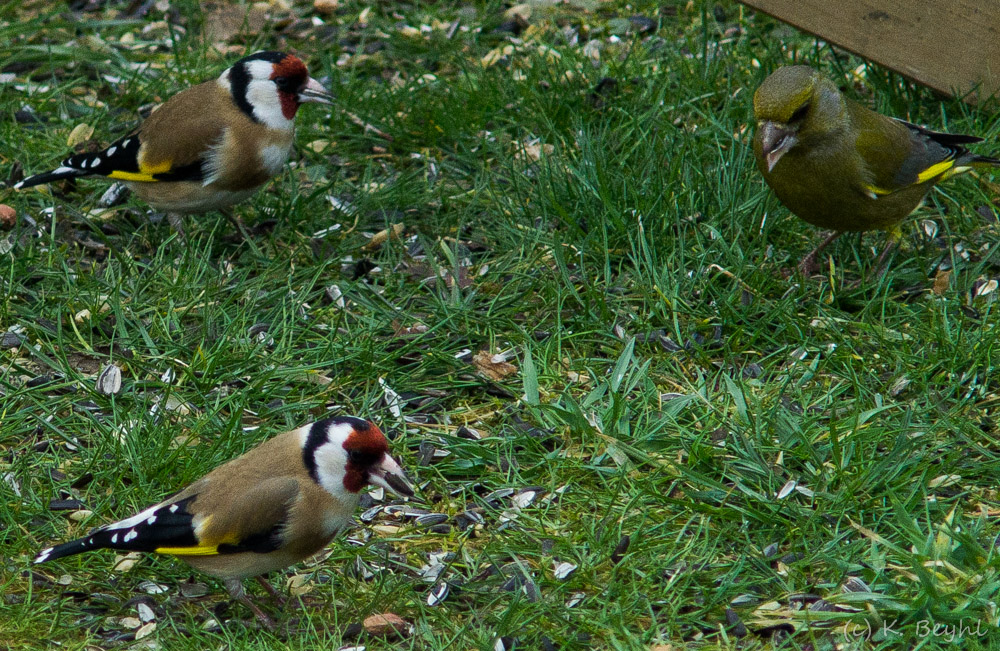 Vogel des Jahres 2016  -  Distelfink bzw. Stieglitz