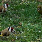 Vogel des Jahres 2016  -  Distelfink bzw. Stieglitz