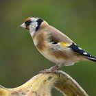 Vogel des Jahres 2016 - Stieglitz