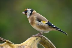 Vogel des Jahres 2016 - Stieglitz