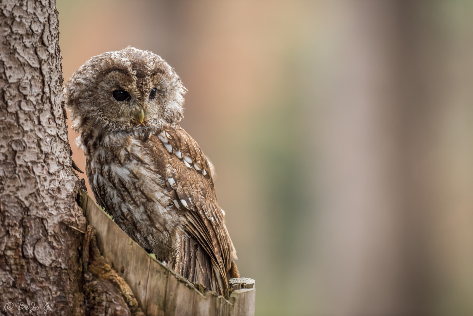 Vogel des Jahres 2017