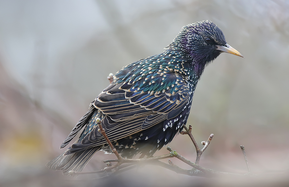 Vogel des Jahres 2018