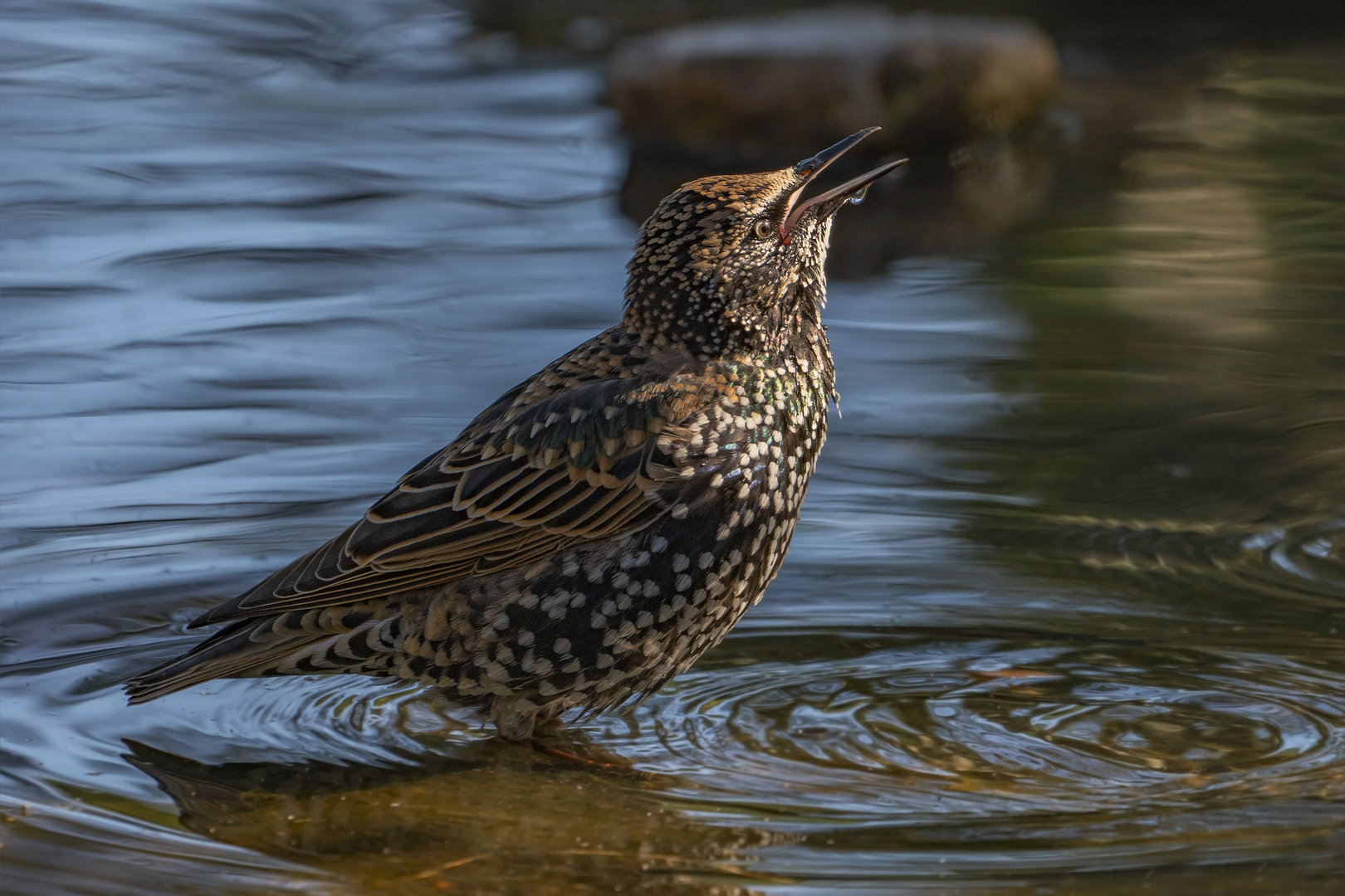 Vogel des Jahres 2018