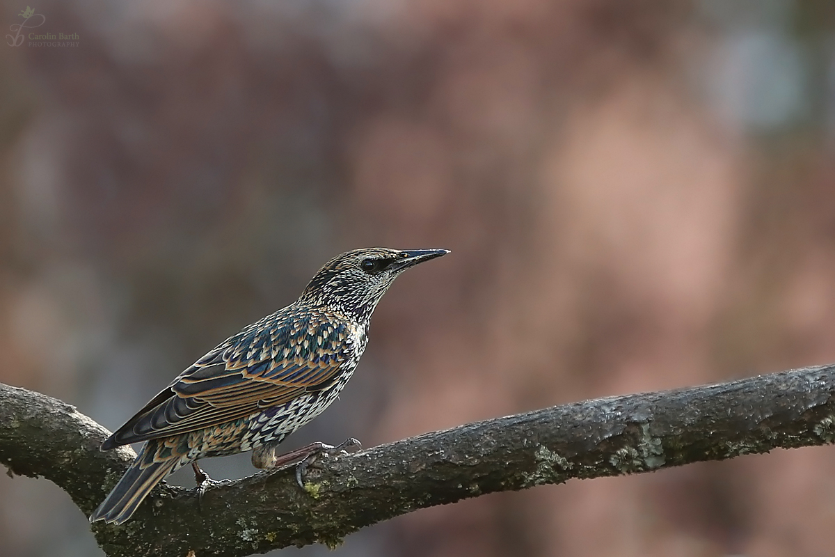 Vogel des Jahres 2018 