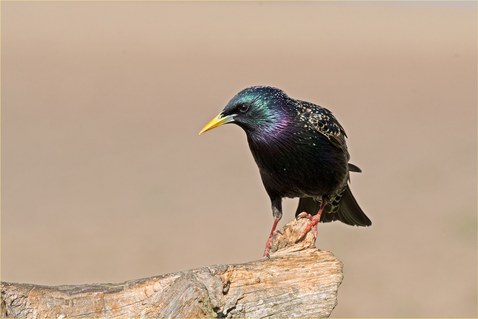 "Vogel des Jahres 2018"