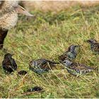 Vogel des Jahres 2018 - Der Star (Sturnus vulgaris)