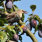 Vogel des Jahres 2018 - Der Star (Sturnus vulgaris)