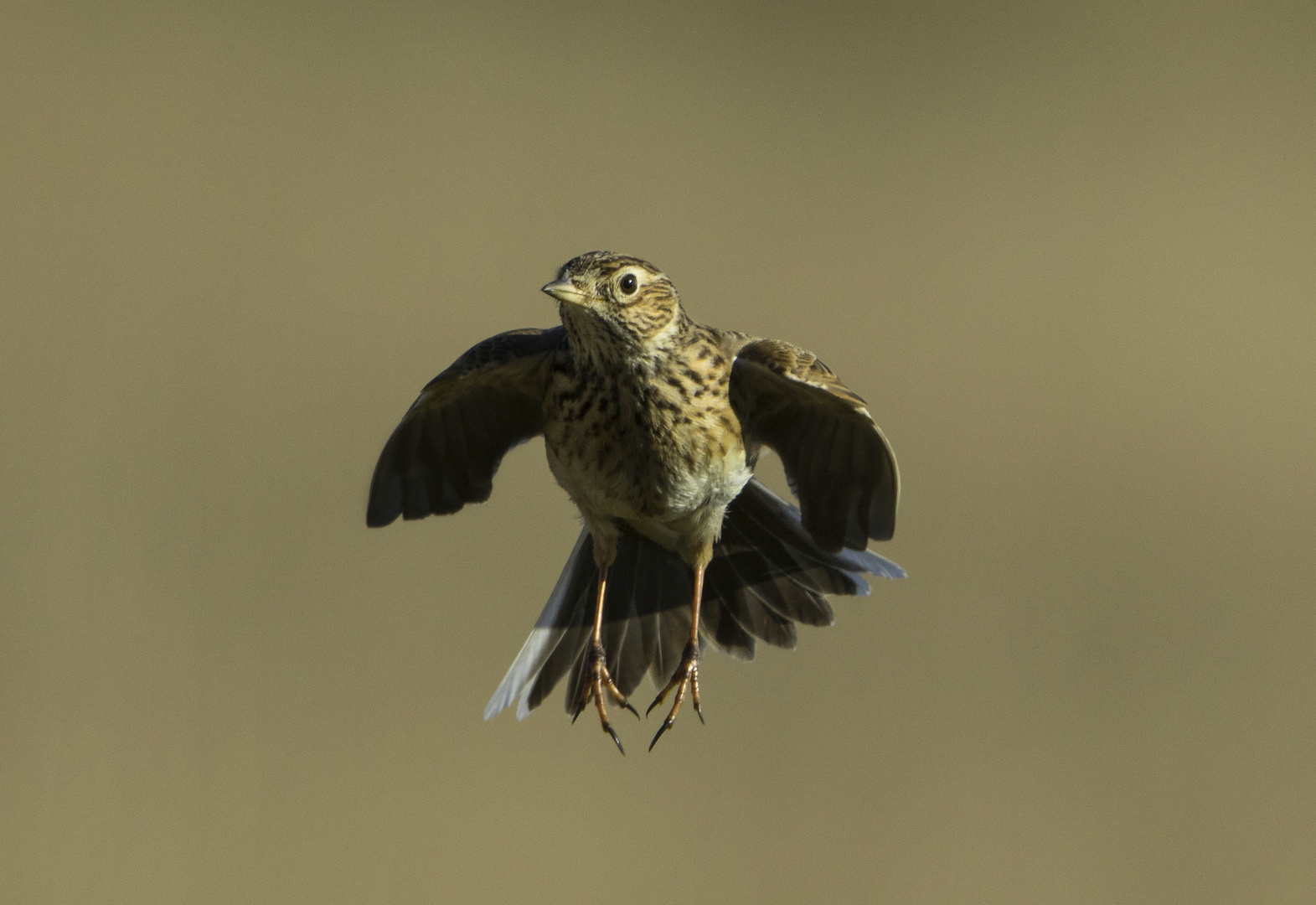 Vogel des Jahres 2019