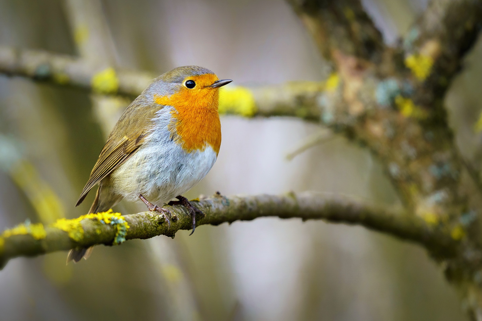 vogel-des-jahres-2021-foto-bild-fr-hling-natur-tiere-bilder-auf