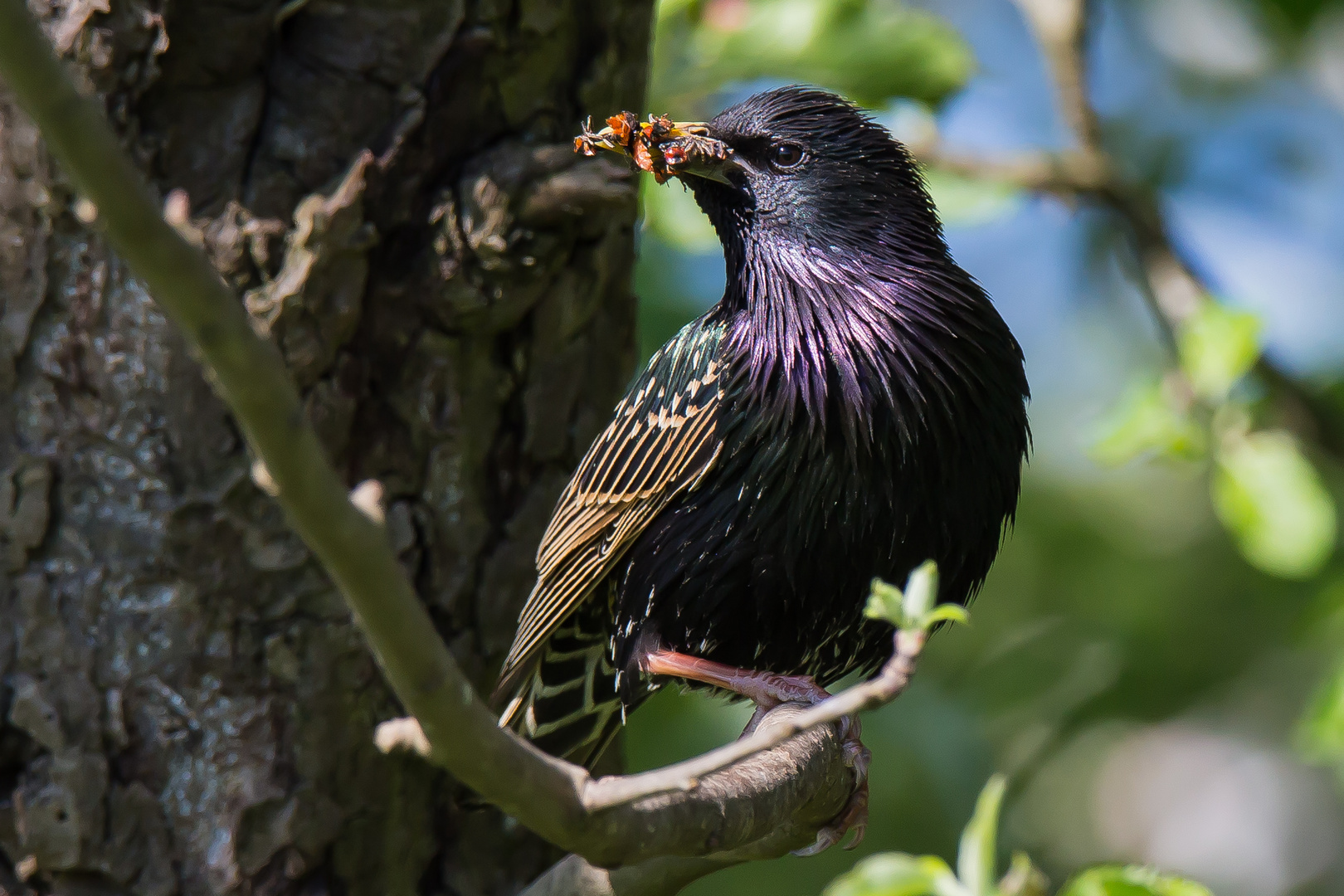 Vogel des Jahres