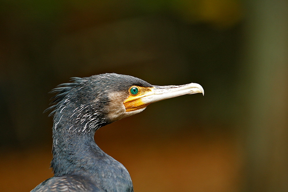 vogel des jahres