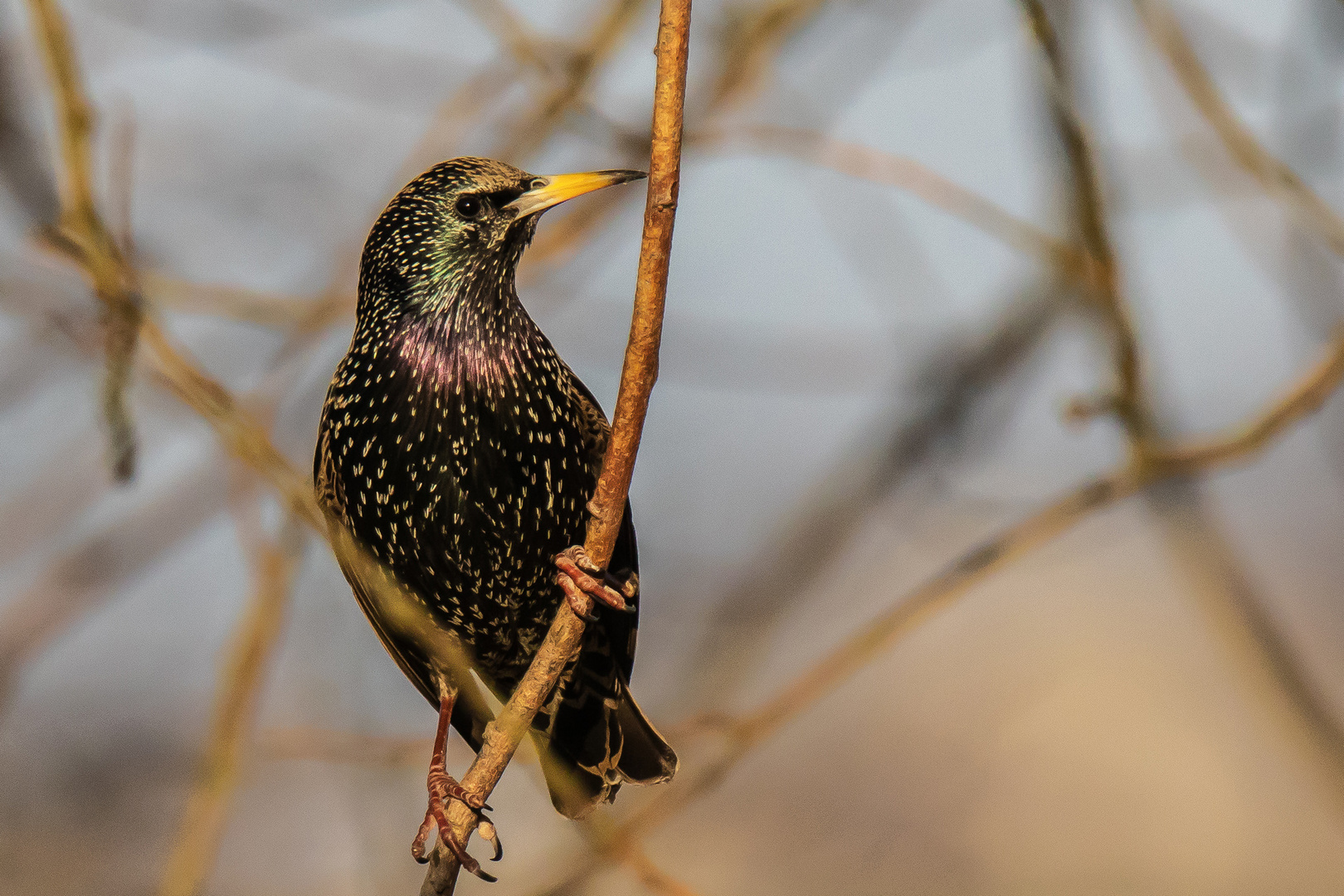 Vogel des Jahres