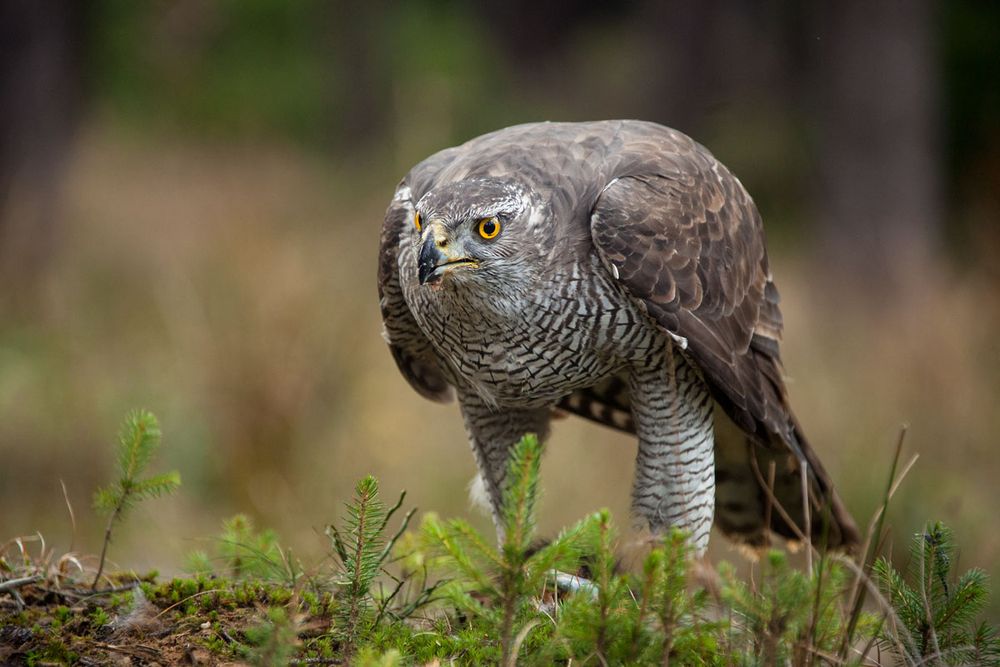 Vogel des Jahres