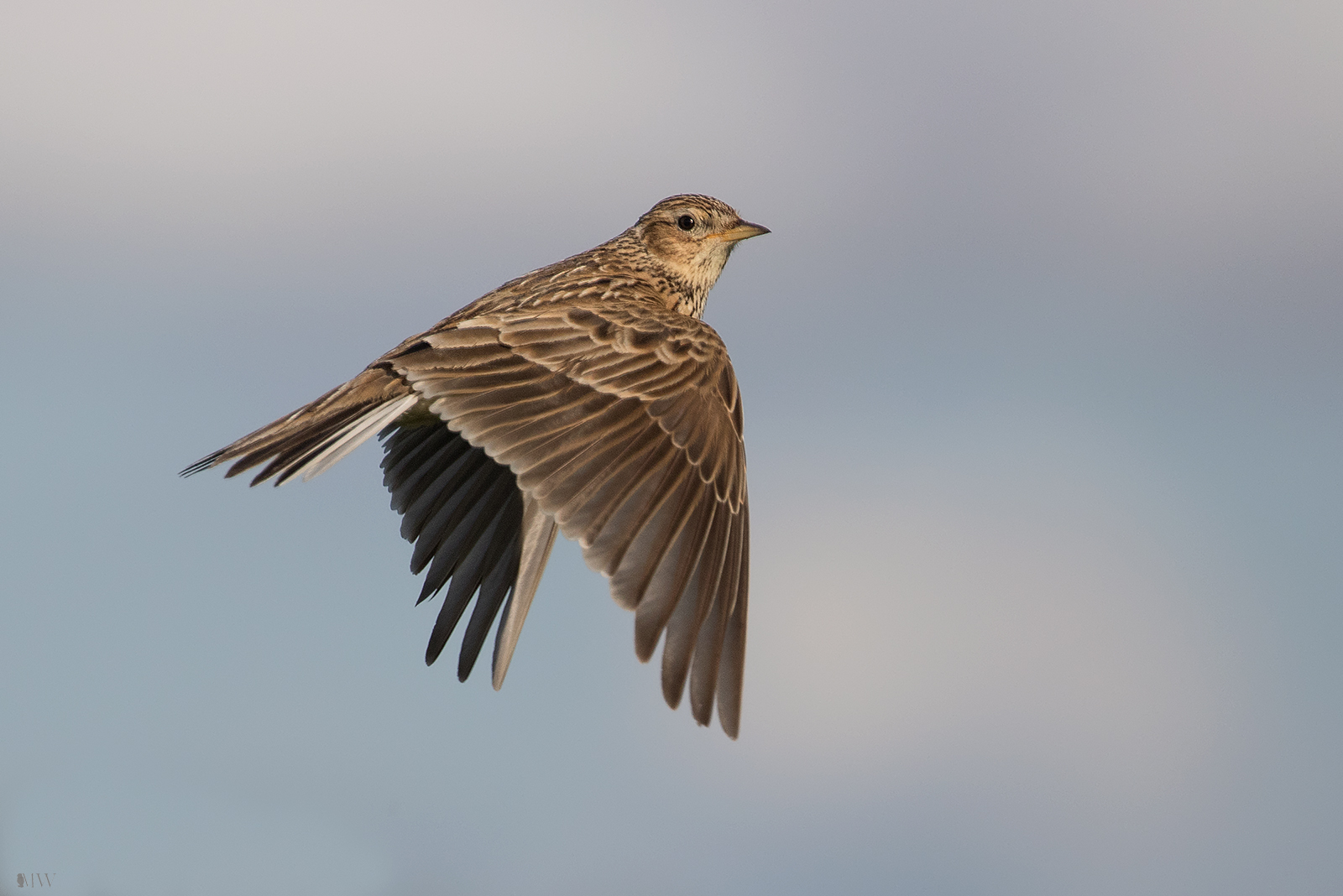 Vogel des Jahres