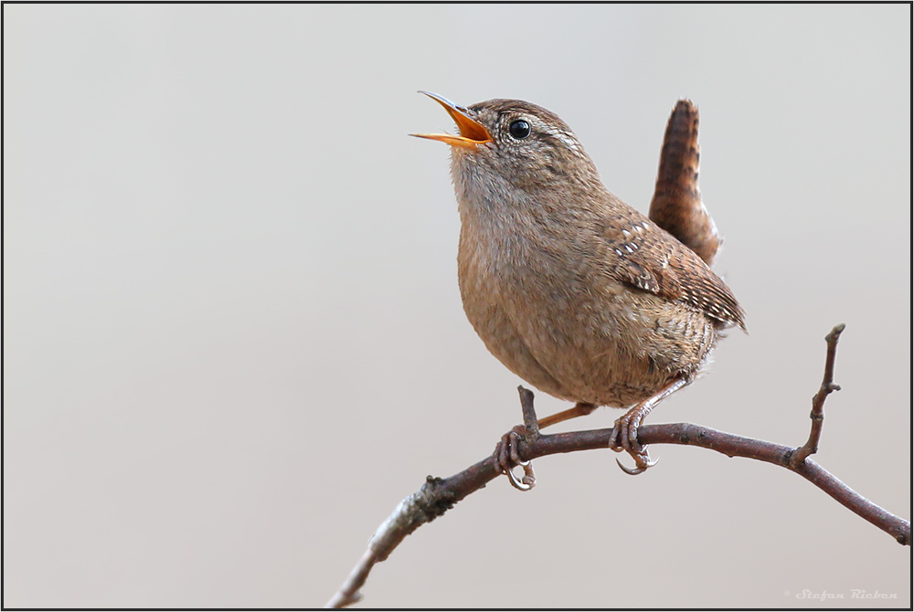 Vogel des Jahres