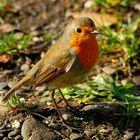 Vogel des Jahres (Das Rotkehlchen)