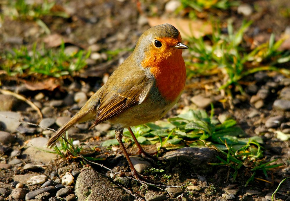 Vogel des Jahres (Das Rotkehlchen)