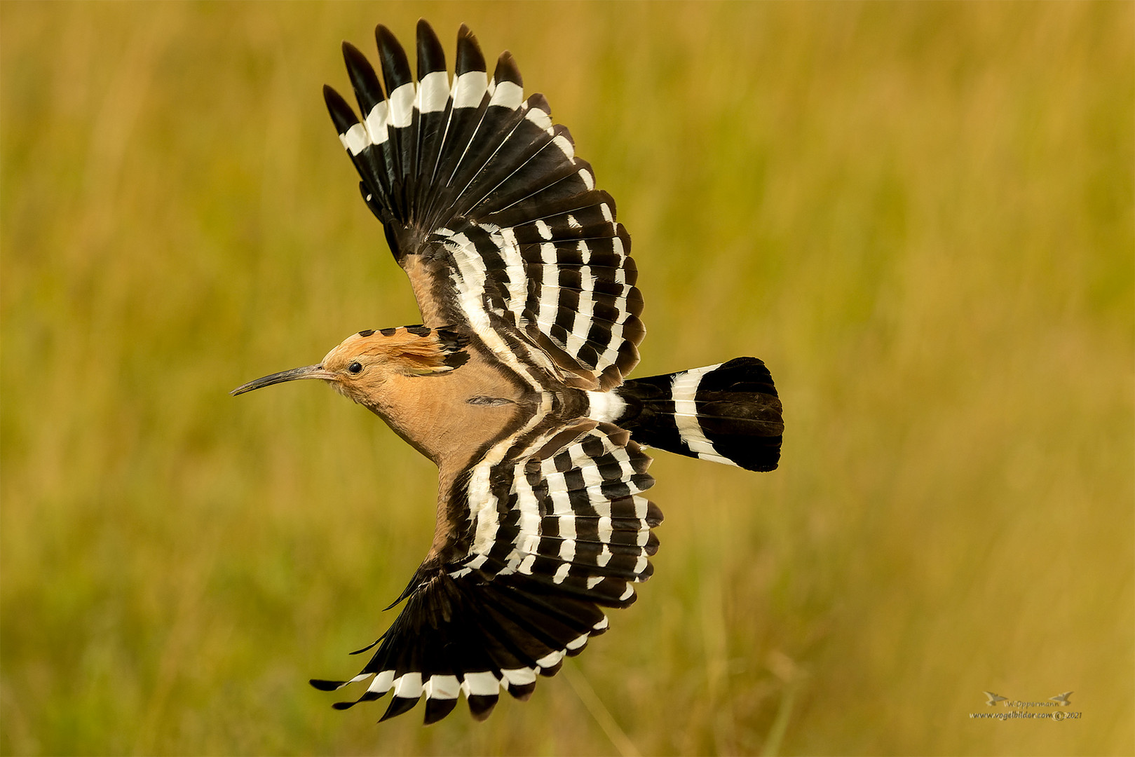 Vogel des Jahres