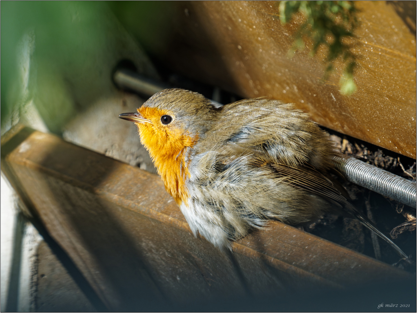 Vogel des Jahres