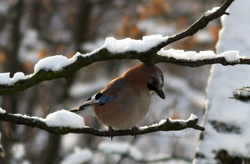 Vogel des Jahres ( Nabu)