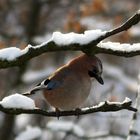 Vogel des Jahres ( Nabu)