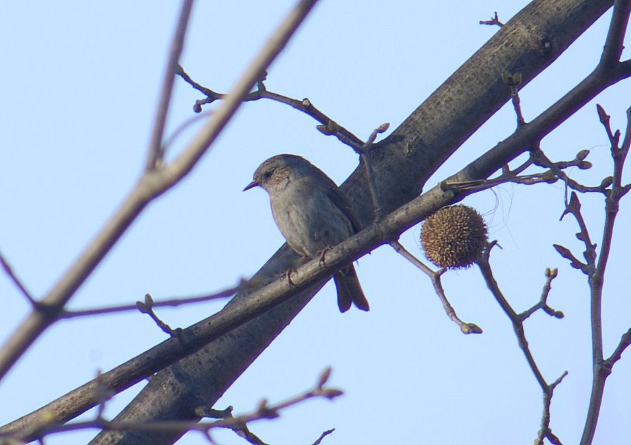 Vogel die 3.