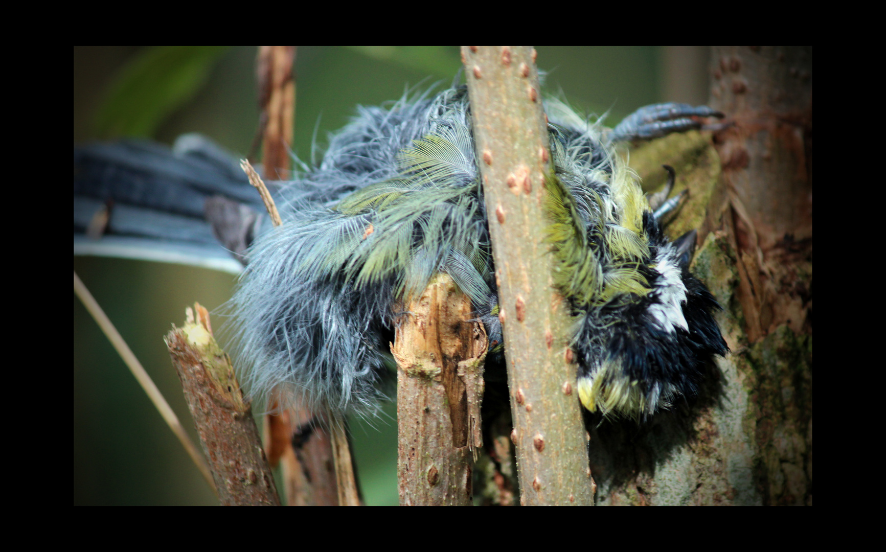 Vogel fällt Vogel zum Opfer