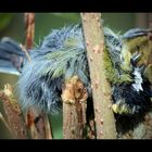 Vogel fällt Vogel zum Opfer